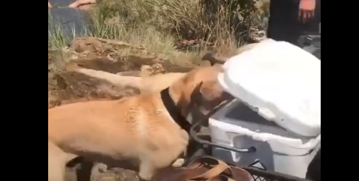 Ако има некој вакво куче за продавање, нека каже цена!