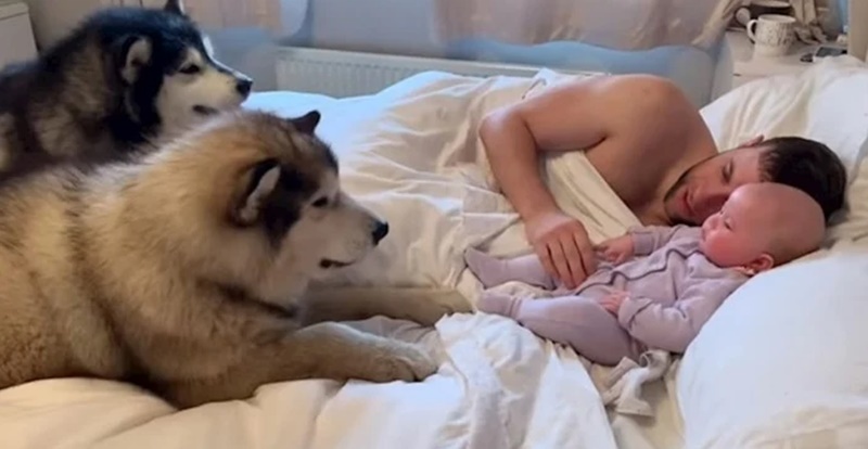 Сопствениците на овие Хаски добија бебенце. Еве како реагираа нивните кучиња