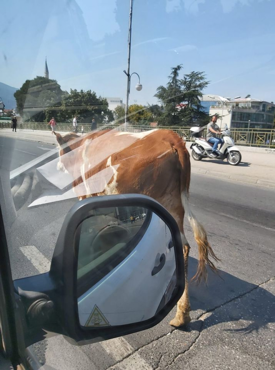 Крава си направи прошетка кај Бит Пазар