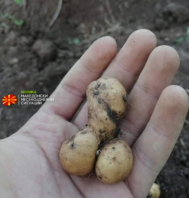 Какви компири се раѓаат во Македонија во 2020, годината која не престанува непријатно да изненадува