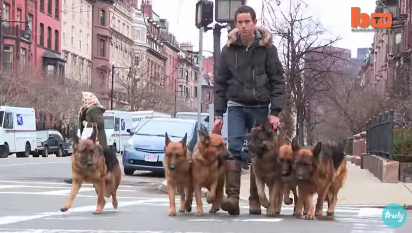 Излезе на прошетка низ град со 6 германски овчари. Кога ги пушти од ланец, луѓето гледаа со неверување!