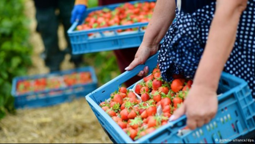 Нема кој да работи: Македонија увезува странски сезонски работници – имаат одлична заработка