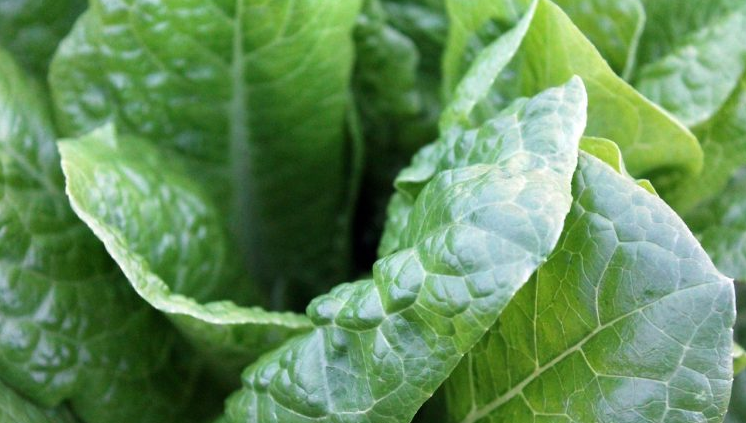 Една од најбогатата храна во природата – БЛИТВА