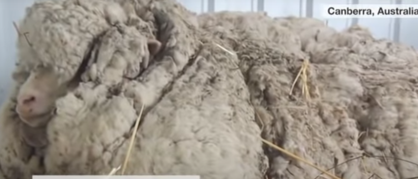 Оваа овца не е стрижена веќе 6 години и носи над 40 килограми волна! ПОГЛЕДНЕТЕ што се случи кога КОНЕЧНО дојде денот!