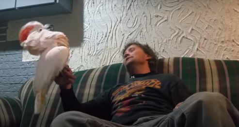 Го праша својот папагал дали го сака? Слушнете го неговиот  Урнебесен одговор…