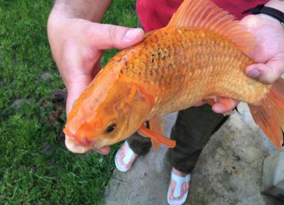 Виц на денот : Грк, Албанец и Бугарин фатиле златна рипка