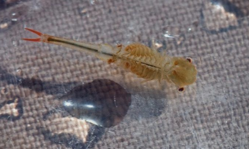 Виленското ракче: Постои само во Македонија и никаде во светот