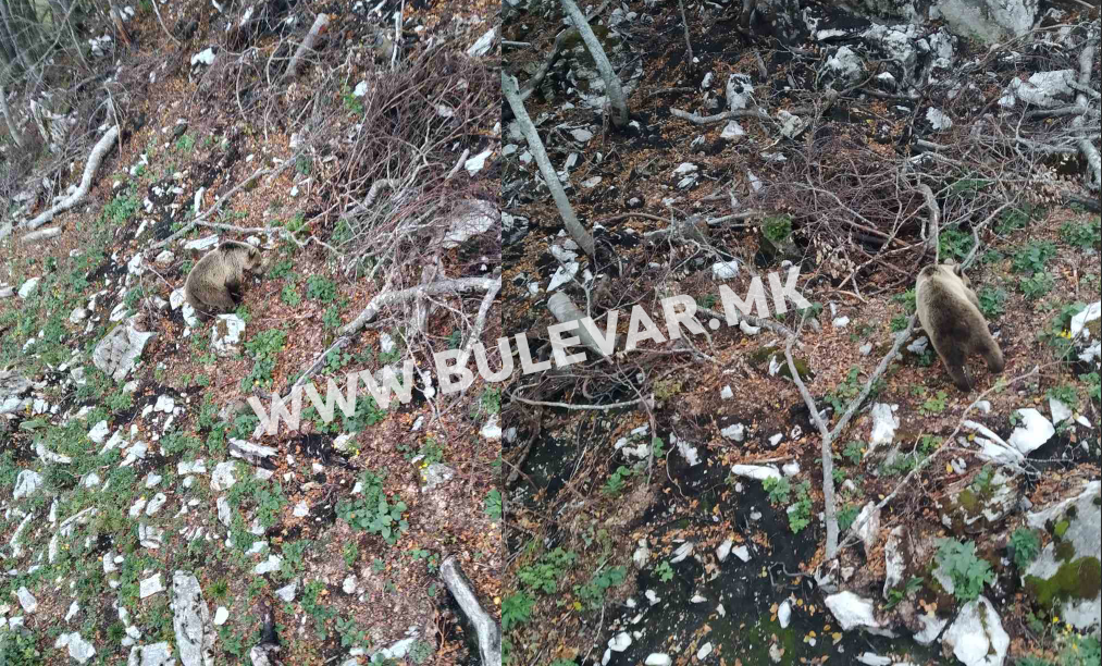 Необичен гостин ги изненади посетителите на ски-центарот во Маврово