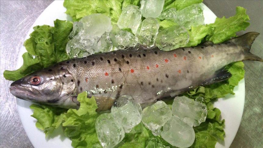 Др Митов: Јадењето риба може да го заштити мозокот од загадениот воздух