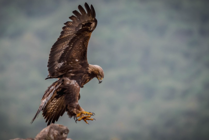 Моќна приказна: Оваа лекција за животот треба да ја научиме од орлите