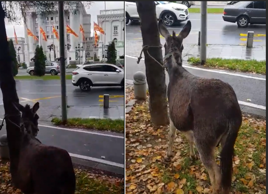 „Драми, магаре дошло пред влада“ – Видео