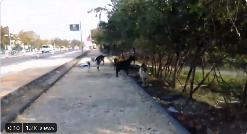 Твит на денот: „Си трчам на кеј и оп Кози“