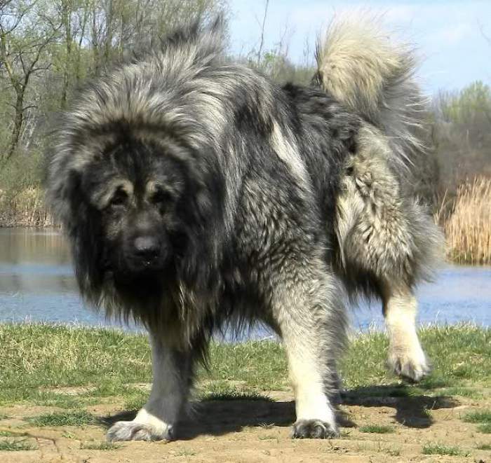 Ретка снимка: Шарпланинец храбро го брани стадото овци од два волка ВИДЕО