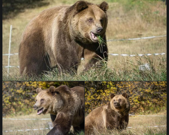 Нема веќе решетки, нема веќе мокар бетон: Теди е пуштен надвор во новиот дом во паркот во Белица