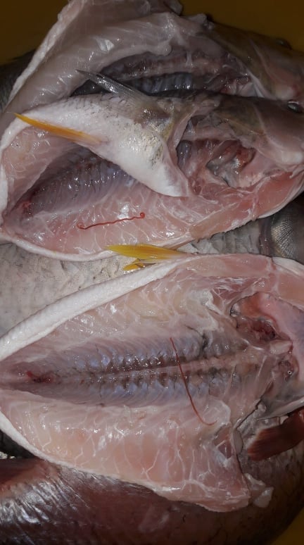 Скопјанец купил свежа дојpанска риба полна со паpазитски црви