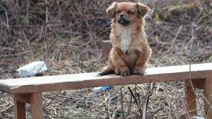 Фотографија од Хрватска: Верното куче го чека својот сопственик кој нема да се врати