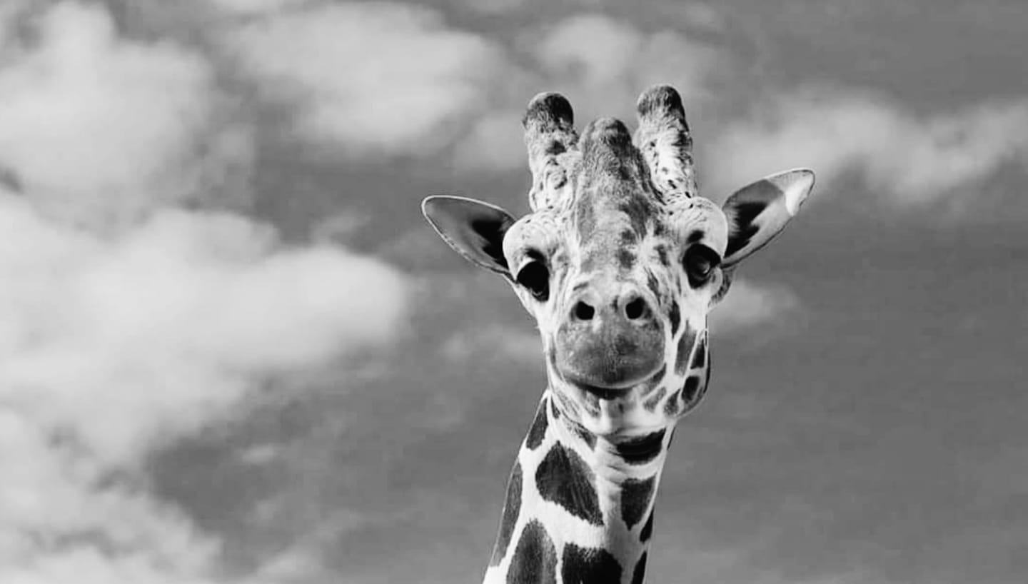 Почината жирафата Того од скопската зоолошка градина