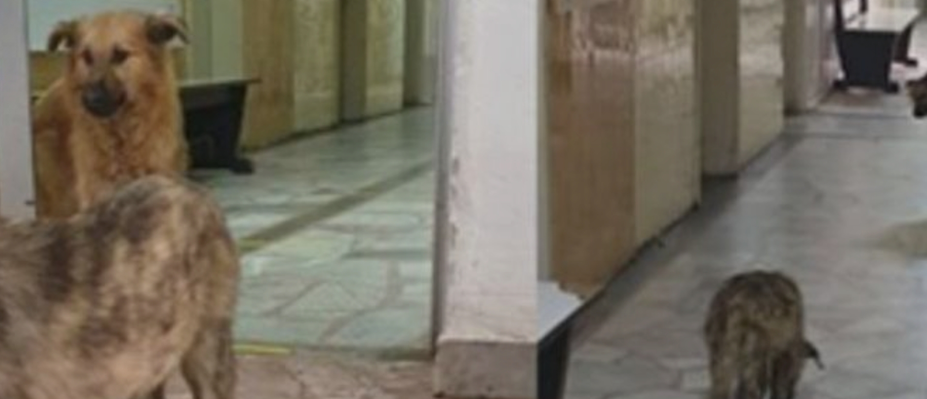 Улични кучиња трчаат низ болницата, каде лежат и болни од коронавирус