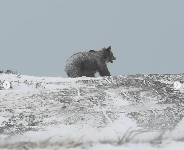 Снимена мечка како трча на Шар Планина (Видео)