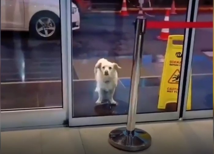 Кученце во Турција, 6 дена го чекало сопственикот пред болница (Фото)