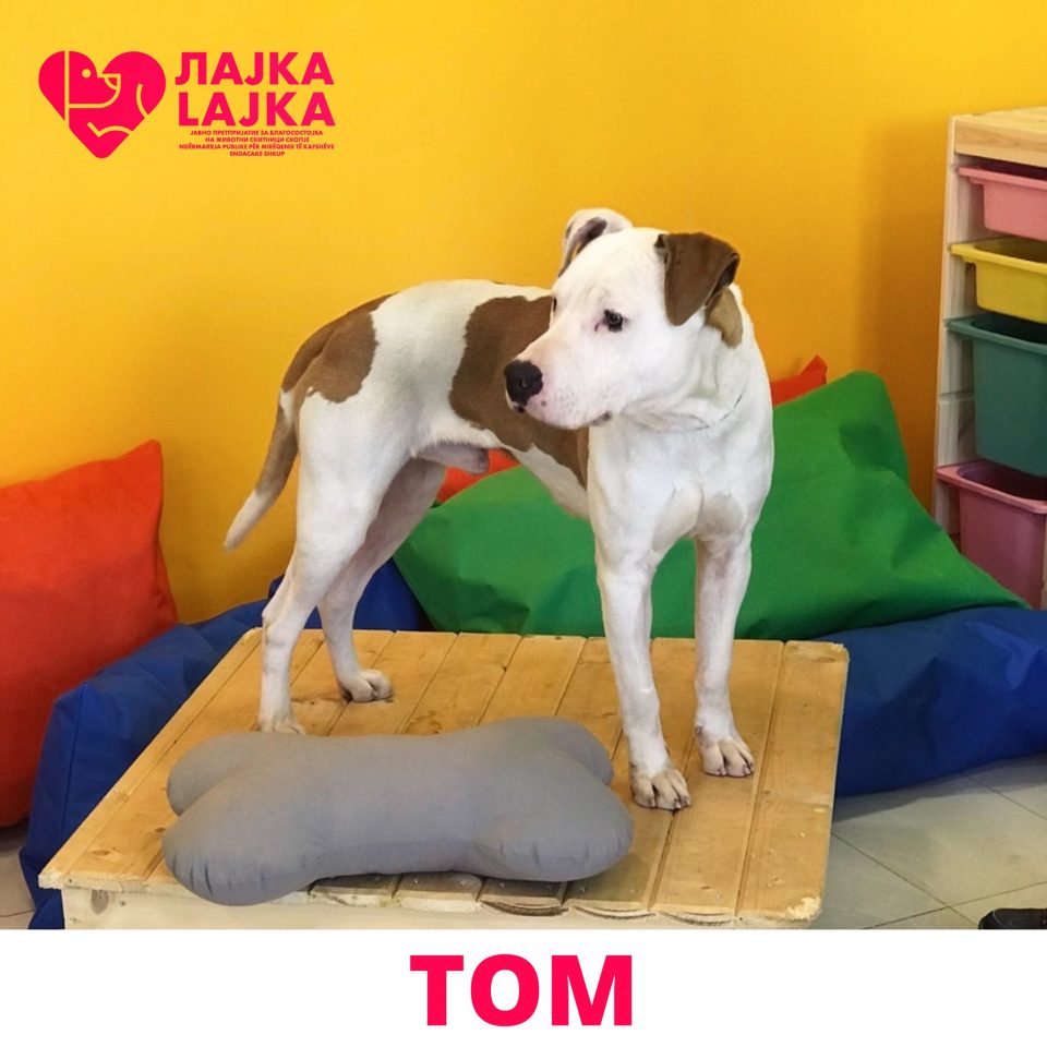 Откако „Лајка“ побара 250 евра, по реакциите од јавноста, Пабло се врати дома