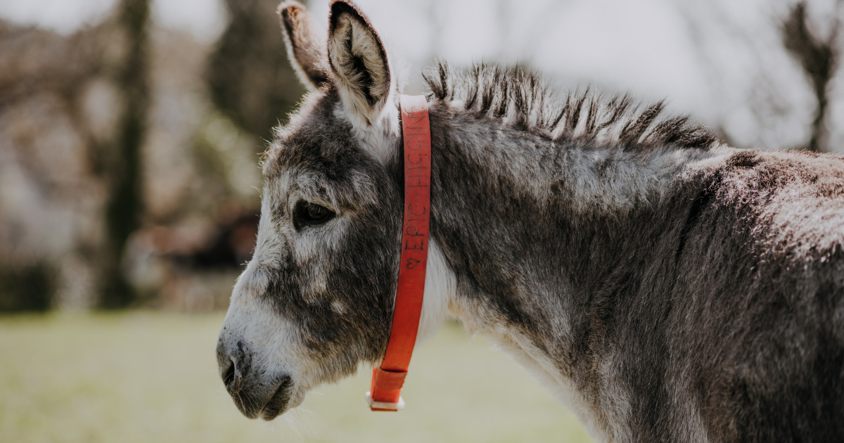 Луѓето се бодат, вртат на ражен прасиќи, кај нас вакцините се чекаат по магариња или по мејл ?