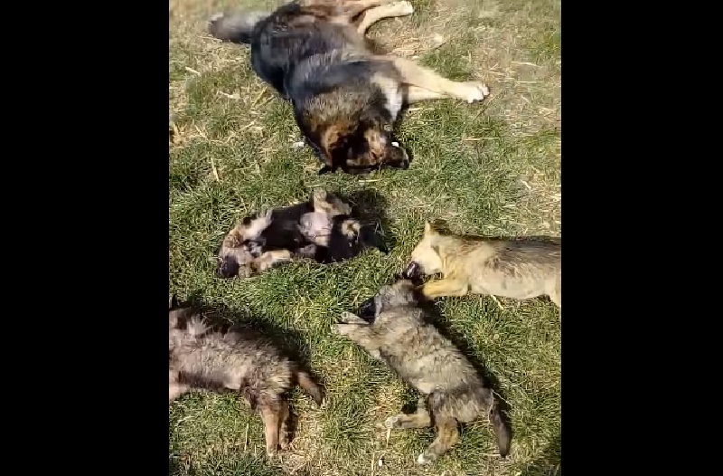 „Ми ги отруја душињава што ги хранев“ (Вознемирувачко видео)