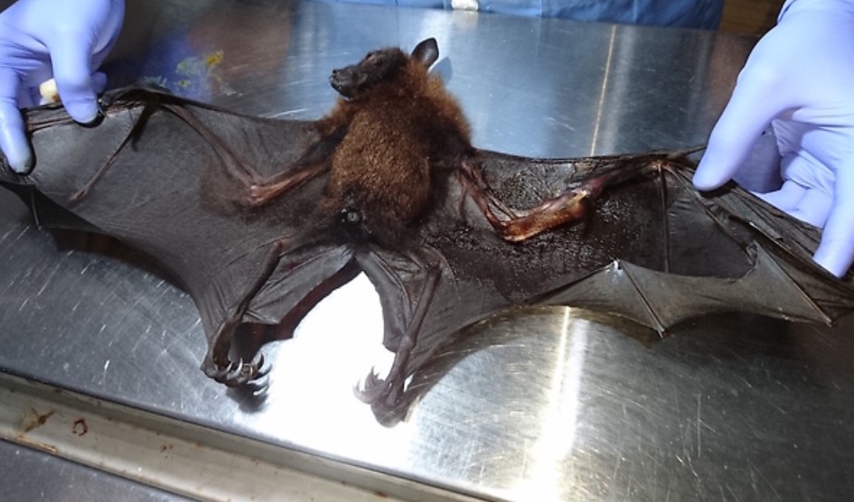 Нов коронавирус сличен на КОВИД-19 откриен кај лилјаците во Тајланд