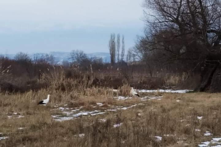 Штркови среде снег во февруари во Тиквешко