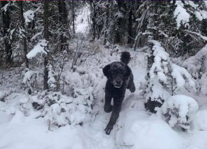 Оптичка илузија ги стави луѓето во двоумење: Што гледате, а што е вистина открива психолог