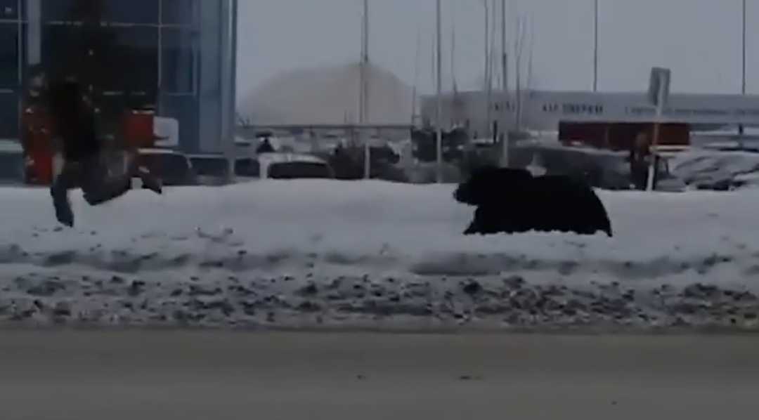 Она кога те брка мечка во сред град ќе трчаш спринт (Видео)