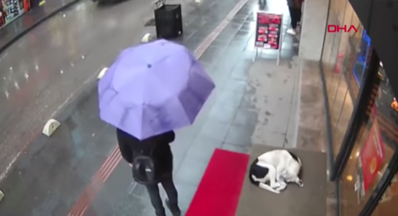 Виде замрзнато куче пред продавница и не можеше да издржи – сега милиони луѓе и се восхитуваат!