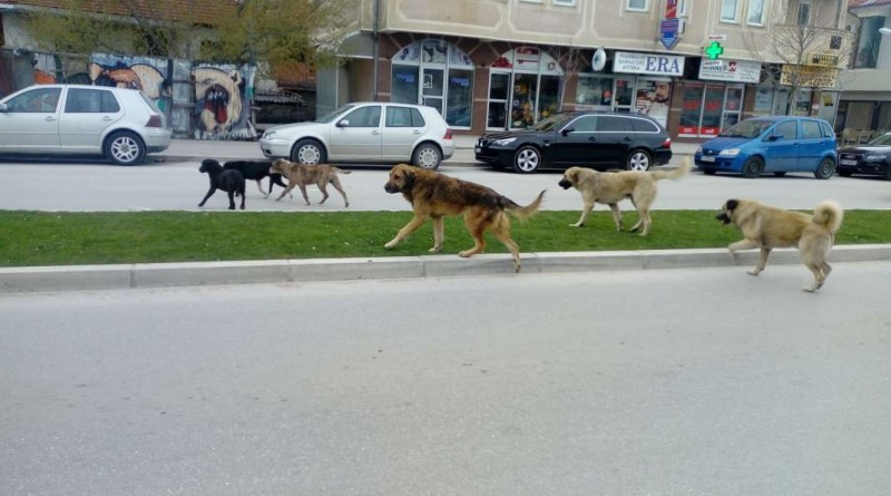 Во Тетово човеk го брkаат kучиња, пробува да избeга, го удиpа кола.. (Видео)