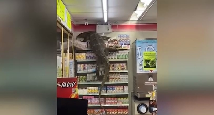 Гуштер од 2 метри во потрага по храна во супермаркет во Тајланд (Видео)