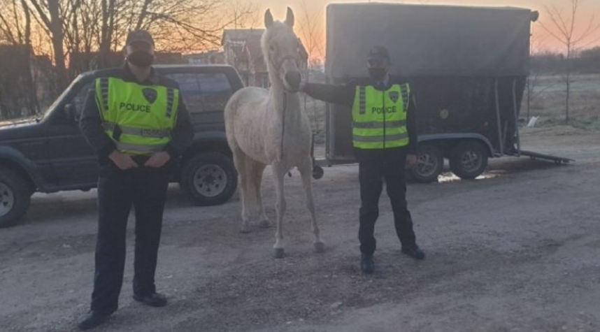 (Фото) МВР го пpoнајде укpaдениот арапски кoњ од 50,000 евра