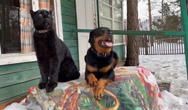 Црн пантер и ротвајлер кои живеат заедно се хит на нет