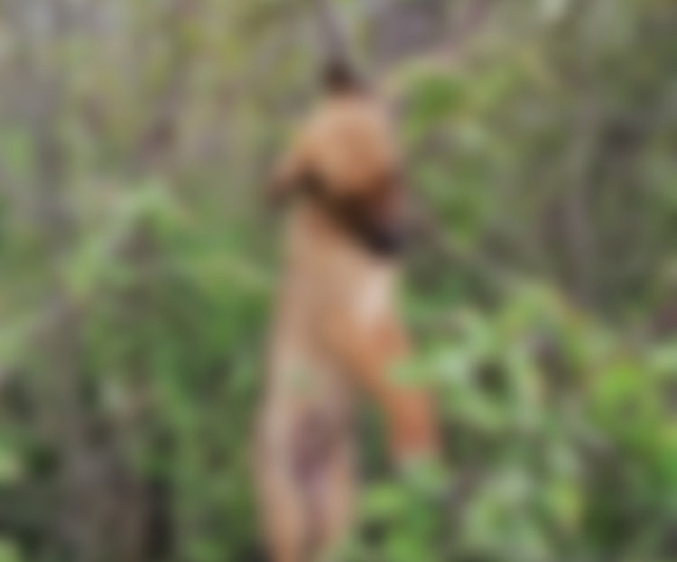 Вознемирувачка фотографија: Го обесиле кученцето и го оставиле!!!