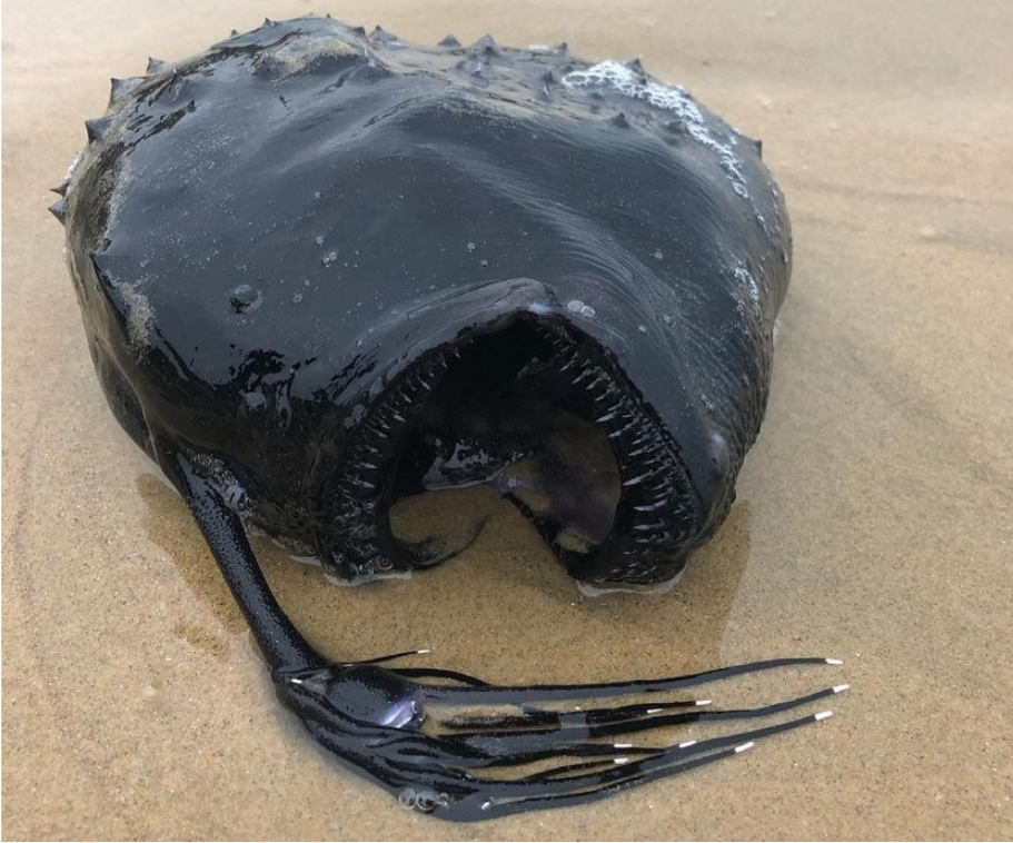 ФОТО: „Чудовиште“ од епски размери пронајдено на брег – научниците се обидуваат да дознаат што е ова чудо!