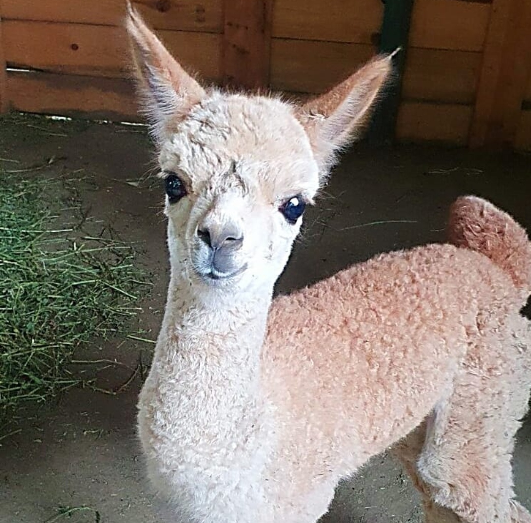 ФОТО: Се роди прво бебе алпака во Скопска зоолошка
