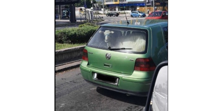 Мајсторе отвори задња! Има за понадвор :) (Фото)