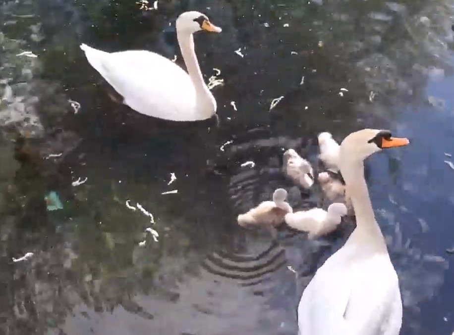 Мали лебедчиња го украсија Охридско езеро (Видео)