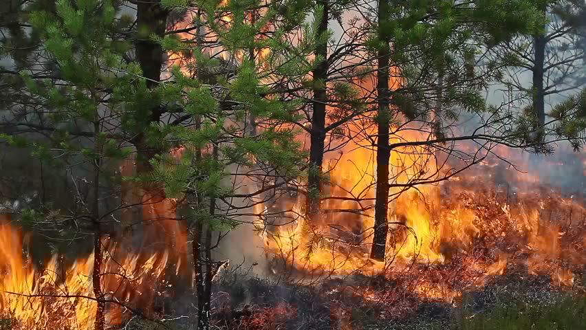 Шумски пожар заради засилен ветер во Галичник, гори дел од планината