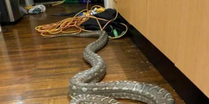 (Фото) Обичен ден во сончевата Австралија