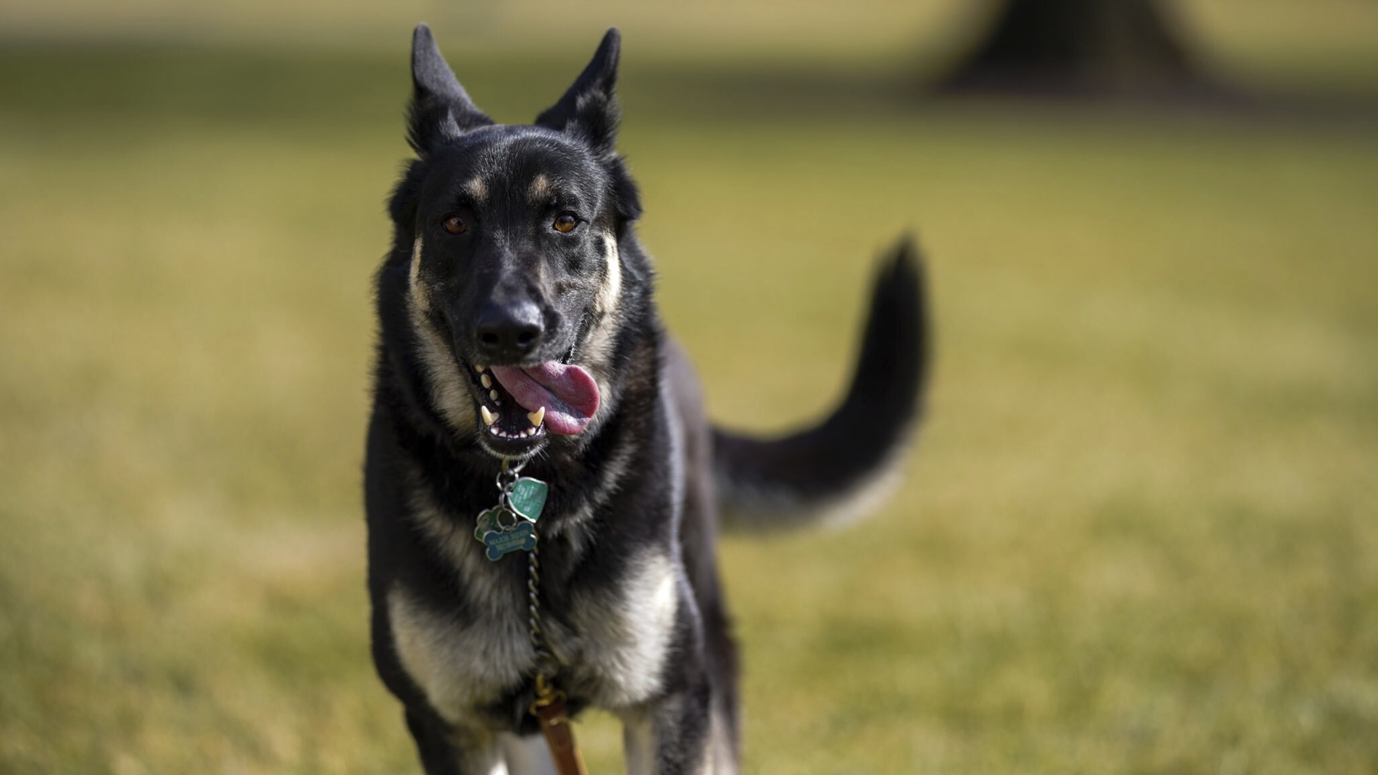 Белата куќа соопшти дека починало кучето на Бајден