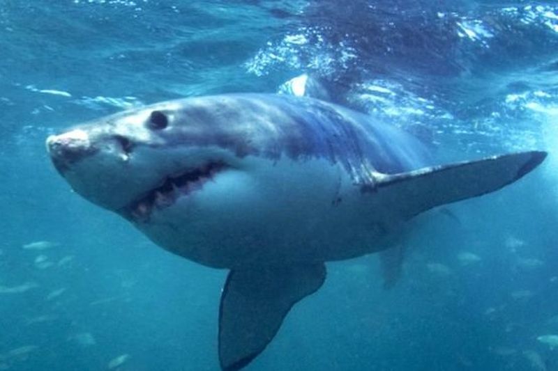 Ајкула долга два метра се појави во плиткото на Корчула (Видео)