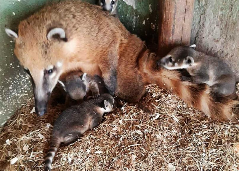 Во скопската Зоолошка за првпат се родија белоносести коати