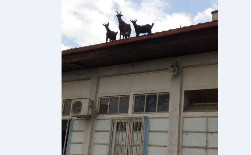 КОЗИ на КРОВОТ на Нервното Одделение во Струмица!