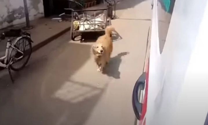 Куче трча по возилото на Брза помош откако ѝ се слоши на сопственичка, влезе и во болницата да ја бара (Видео)