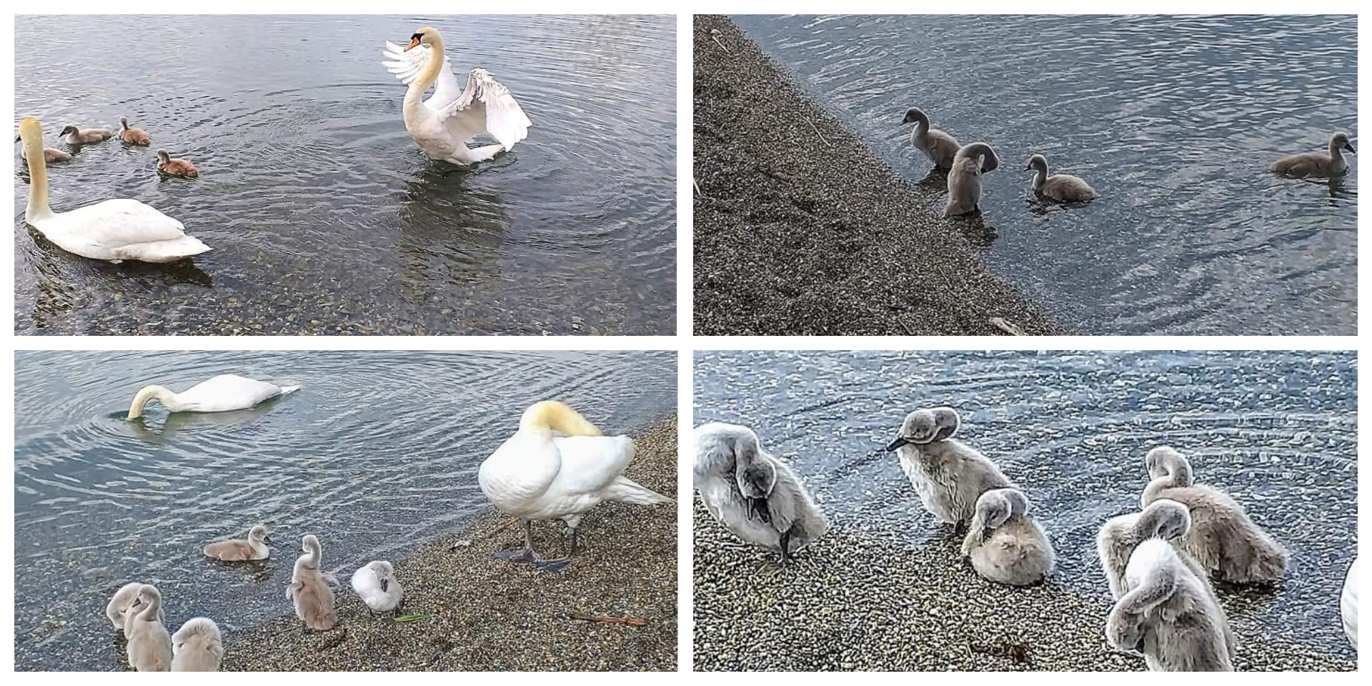 Струшкиот пар лебеди со своите малечки (Фото)