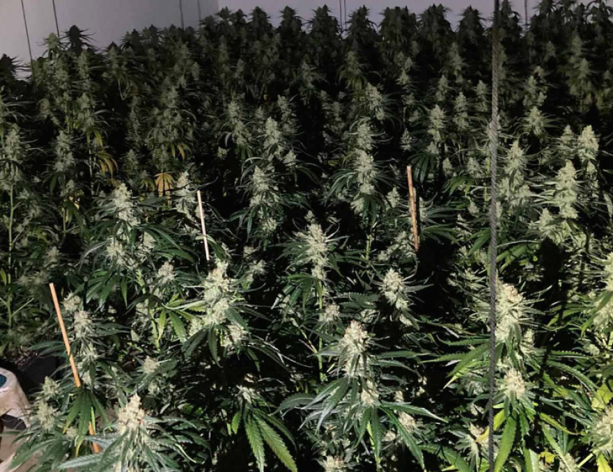 Припадници на МВР учествуваа во акција во Виена – запленети над 2000 стебла марихуана